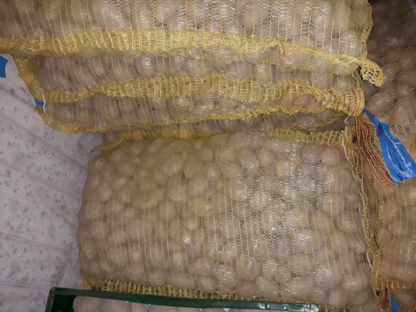 Speisekartoffeln Belana  25 kg aus Emden / Wybelsum vom Kleiboden